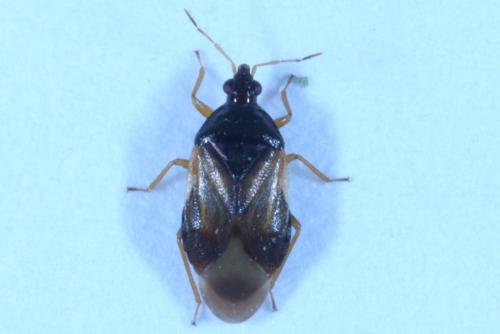 Orius sp.